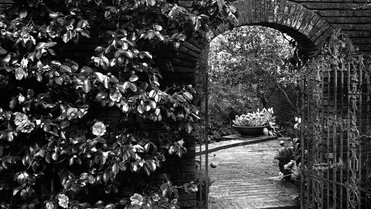 Click to enlarge garden, black and white, dark, sad, sad beauty