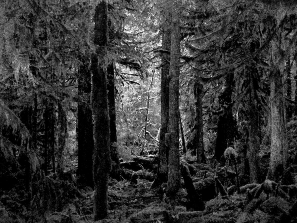 forest, dark forest, black and white, lonley, alone, sad beauty, dark beauty