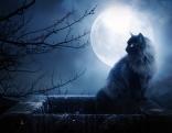 moon,night,dark beauty,cat,creepy,dark art