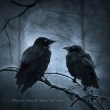crow,rain,forest